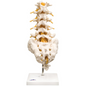 Flexible Lumbar Vertebral Column