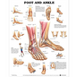 Foot & Ankle Chart