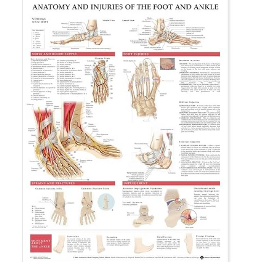 Anatomy and Injuries of the Foot & Ankle